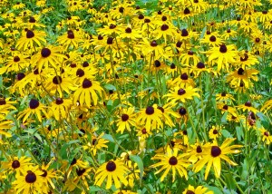 Black Eyed Susans along Route 8 in northern Wisconsin.