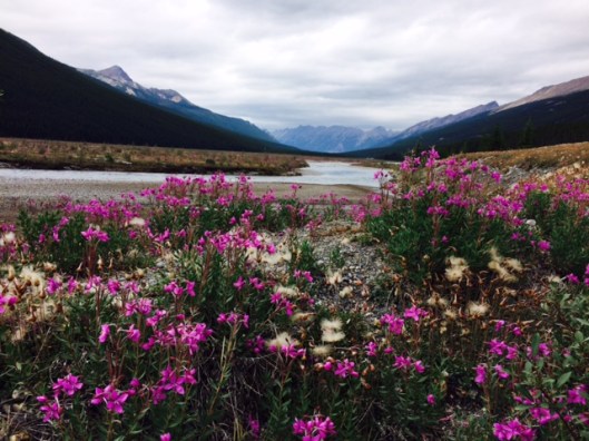 Athabasca River w Flowers