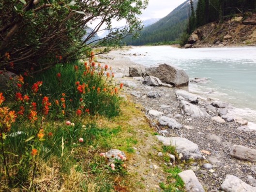 Flowers along river