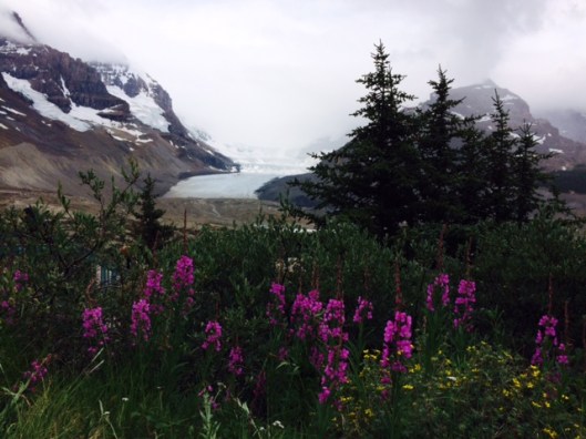 Glacier &amp; Flowers
